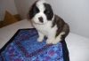 Saint-Bernard-Puppies-Looking-For-Home
